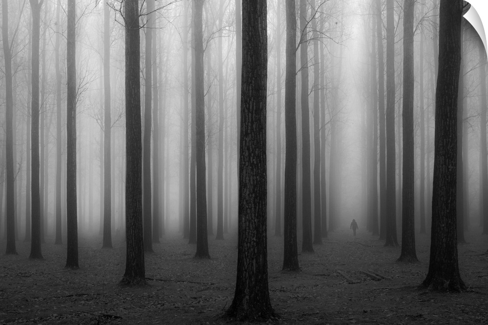 A silhouetted figure walks through a foggy forest of tall thin trees in rows.