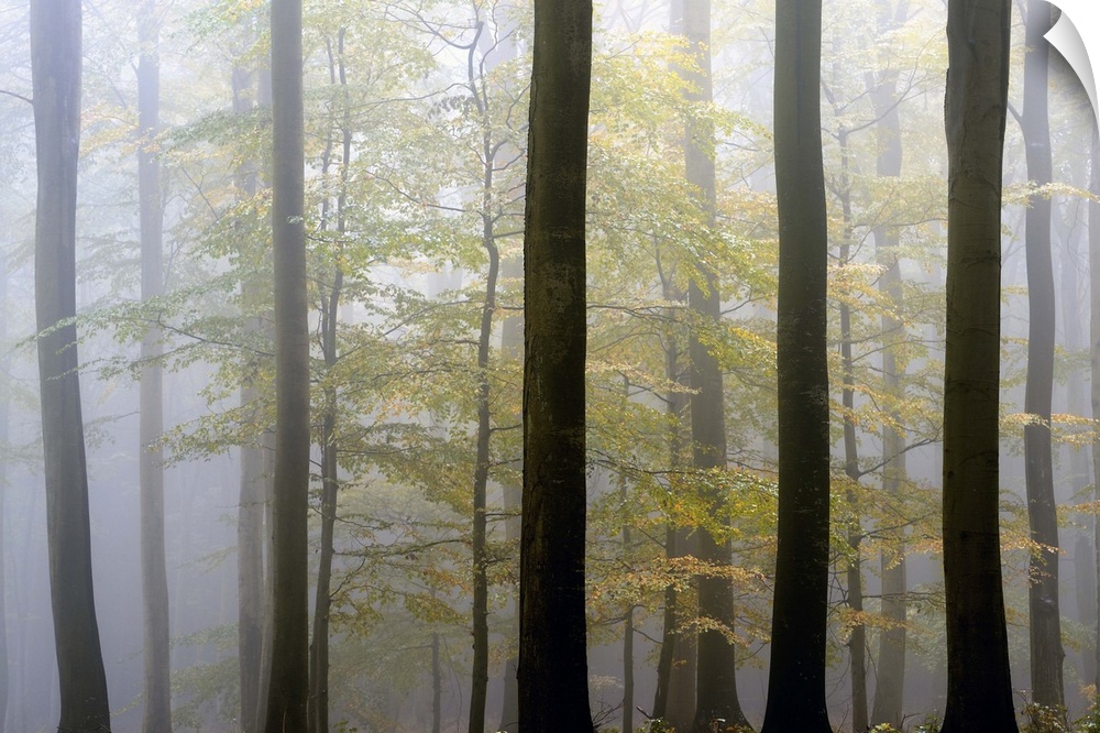 Tall trees in a misty forest in Denmark.