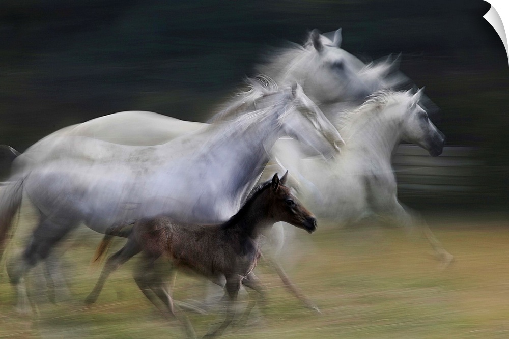 A motion blurred photograph of a family of wild horses in full gallop.