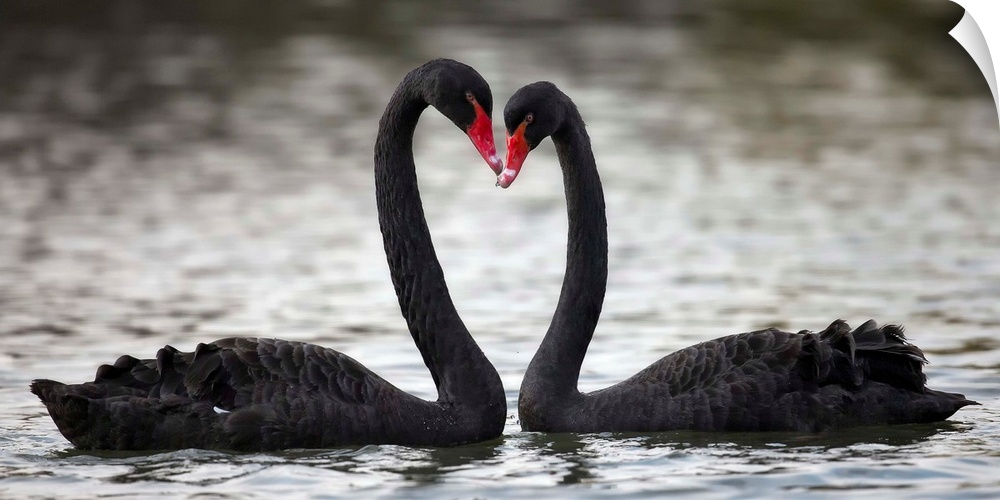 A photograph of two black swans facing each other and making the shape of a heart with their necks.