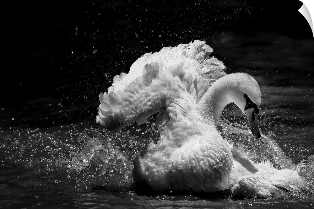 A Mute Swan splashes its wings against the surface of the water to bathe.