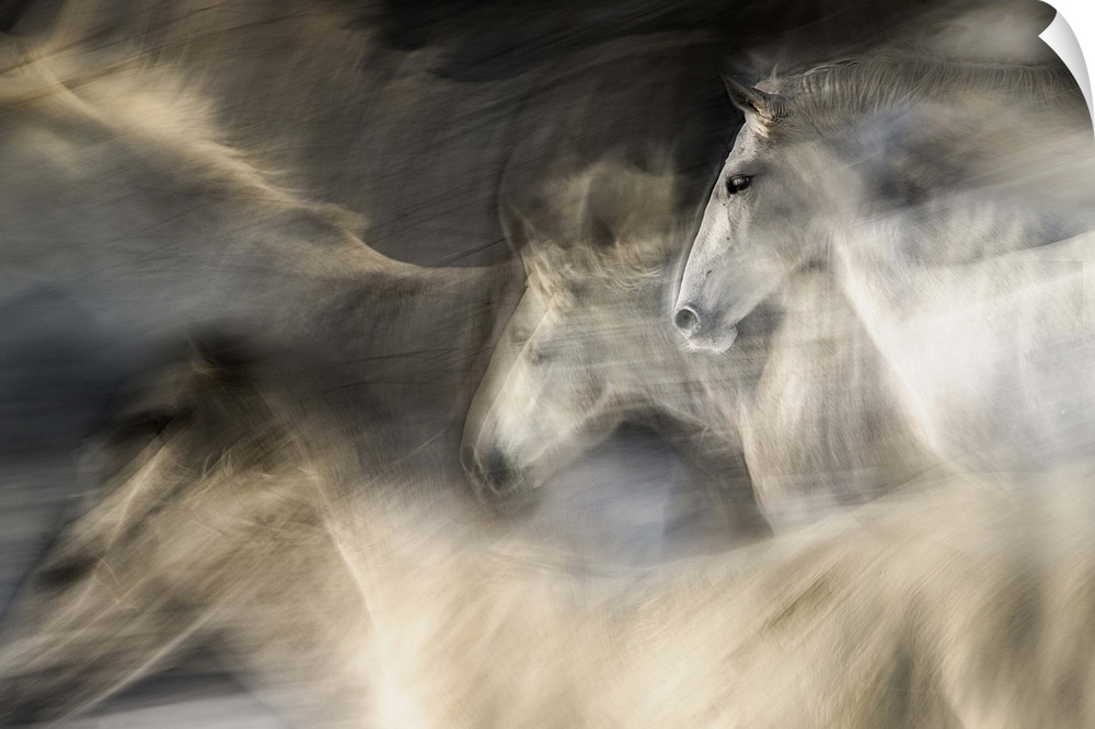 Abstracted motion blurred view of white horses in a gallop.