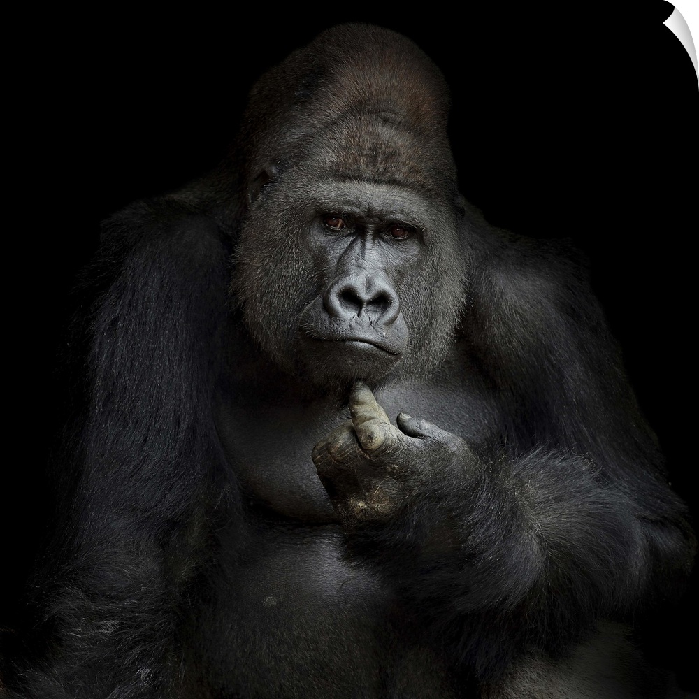 Portrait of a gorilla giving a human-like expression.