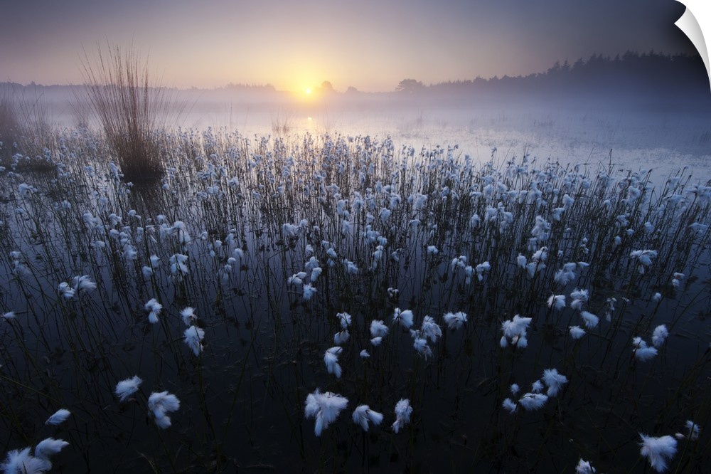 Wispy flowers in a misty marsh in the morning.
