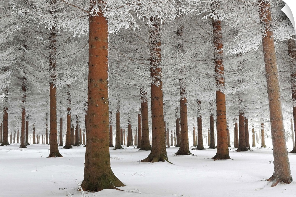 A forest of orange toned trees with the branches and ground covered in snow, Serbia.