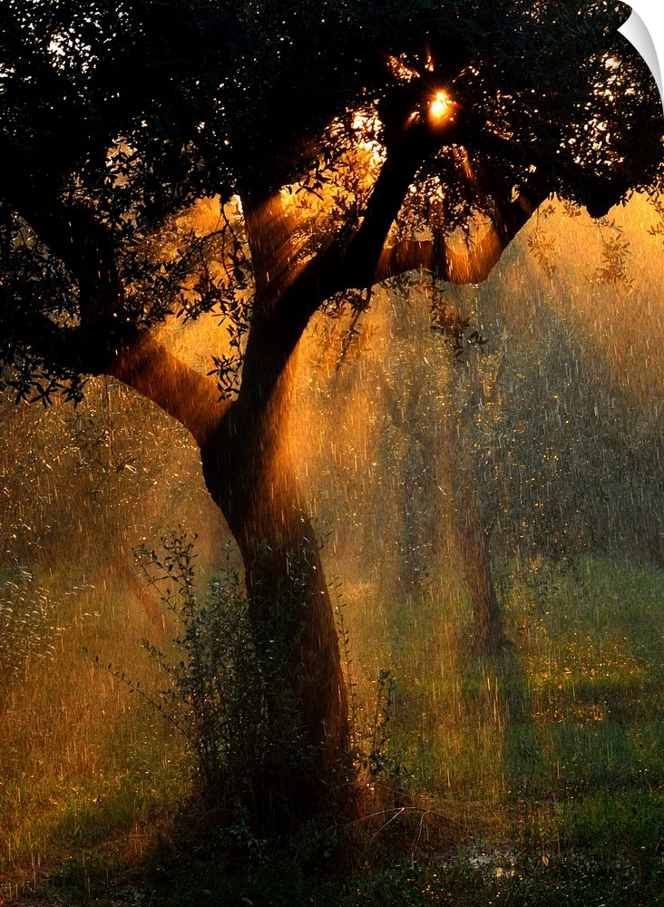 Raindrops falling through a tree in a summer storm, illuminated by the light of the setting sun.
