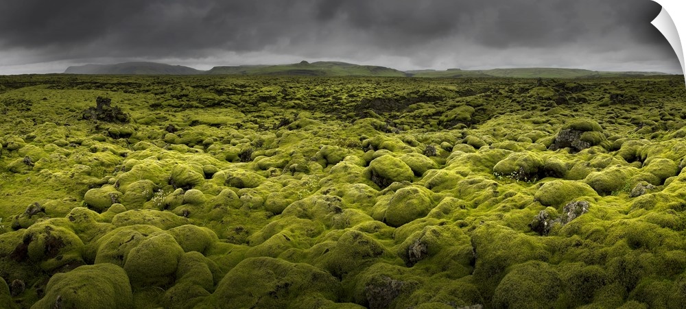 An ethereal landscape of bright green moss, Iceland.