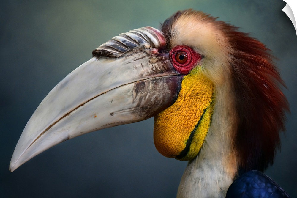 Close-up portrait of a male wreathed hornbill.