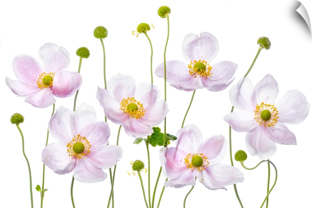 Light pink anemone flowers on a white background.
