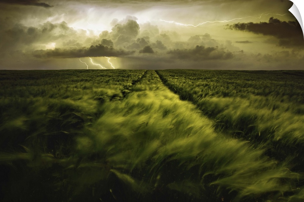 Endless field of green grass swaying in the wind from a thunderstorm casting down lightning in Slovakia.