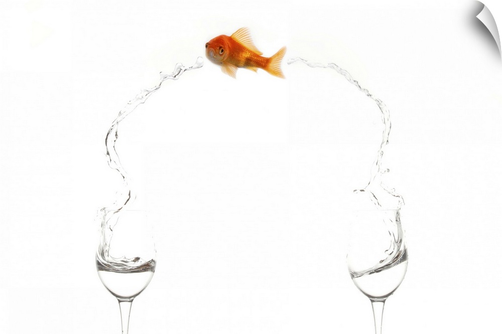 A goldfish jumps between two wine glasses.