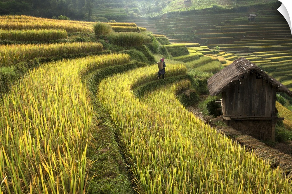 Landscape photograph of a farmer walking through rice fields.