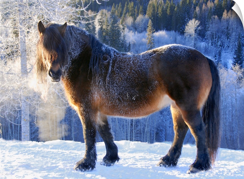 A large horse in a snowy landscape, with its breath visible in the cold.