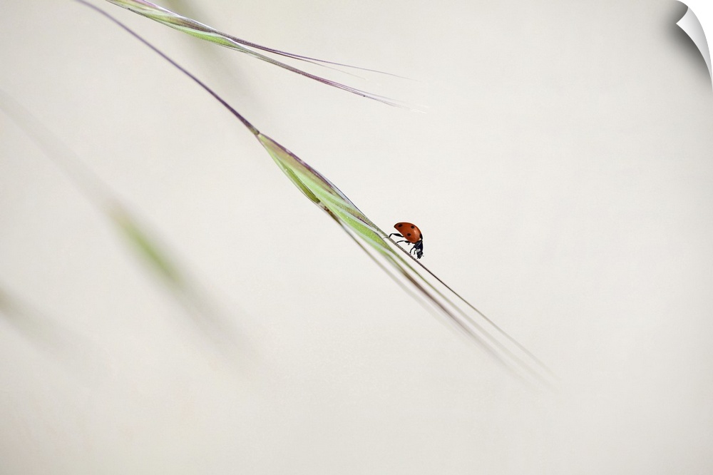 A small ladybug hanging on the edge of a blade of wheat.