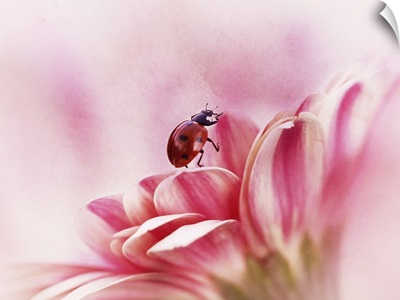 Ladybird On Gerbera