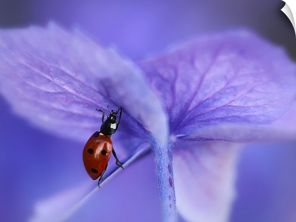 A Seven-Spotted Ladybug appears to be lifting the purple petal of a hydrangea.