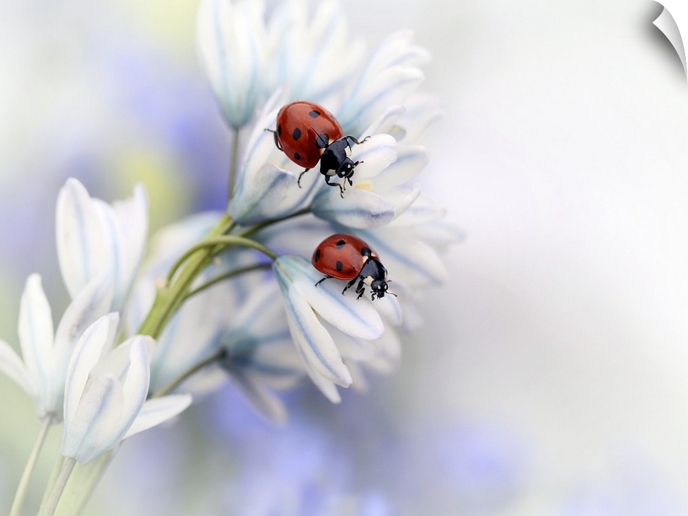Two Seven-Spotted Ladybugs sitting on the white petals of a flower.