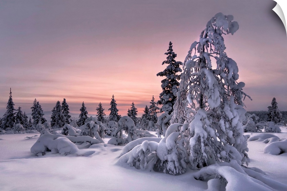 Trees with branches bending under the weight of a heavy snowfall at sunset, Finland.