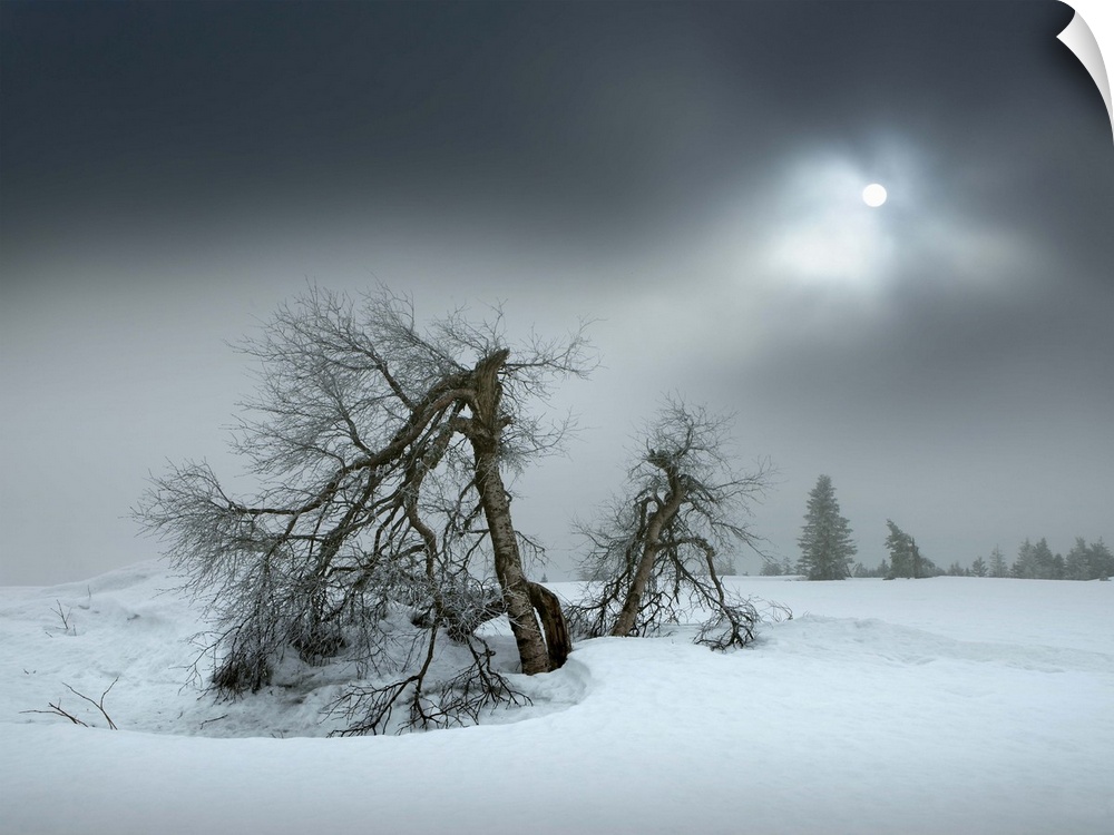 Barren trees in the snow under the winter sun obscured by thick clouds, Hornisgrinde, Black Forest, Germany.