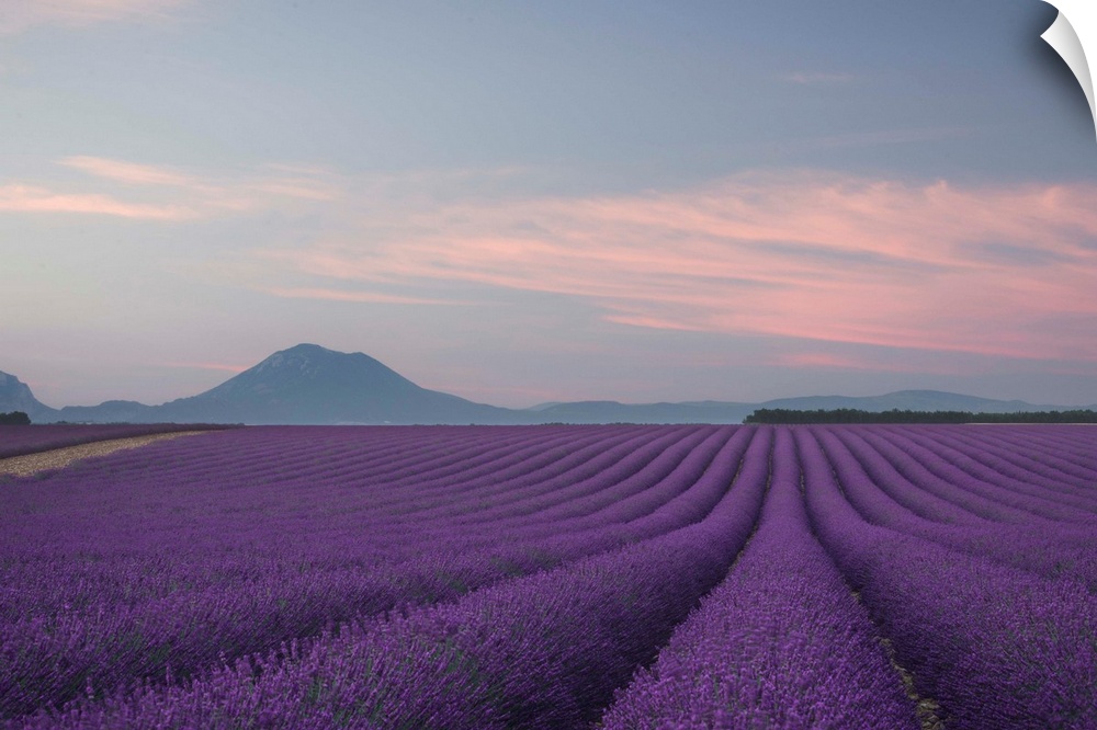 Landscape photograph with a field of rows of lavender and silhouettes of mountains in the background at sunset.