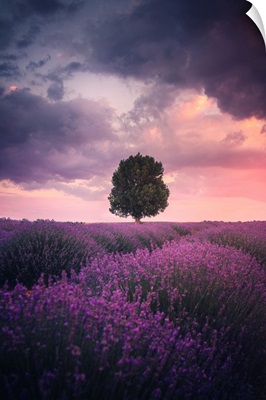 Lavender Fields, Isparta