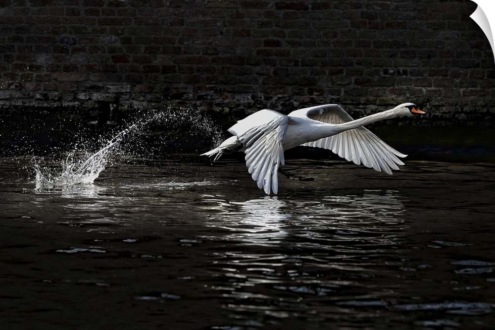 "The Liftoff" - A swan takes off from the surface of the water.