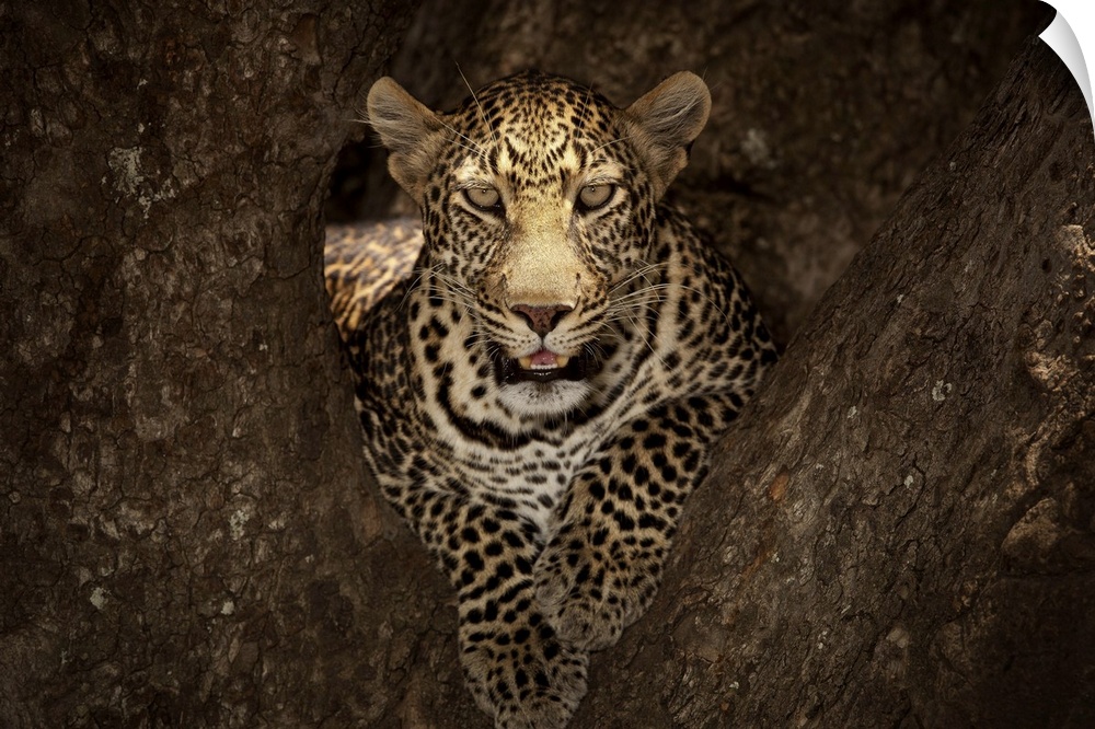 A portrait of a leopard resting in the crook of a tree in Masai Mara, Africa