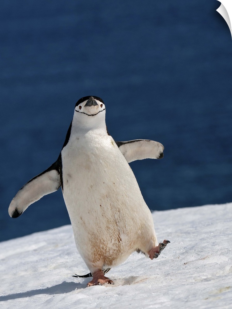 A Chinstrap Penguin walking in the snow, Antarctica.