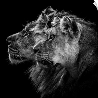 Lion and Lioness Portrait