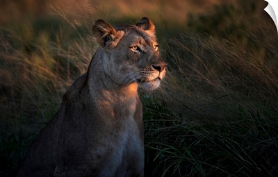 Lioness At Firt Day Ligth