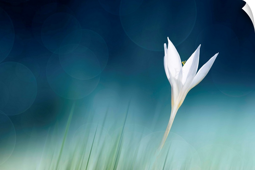 A fine art photograph of a white flower against a vibrant blue background.