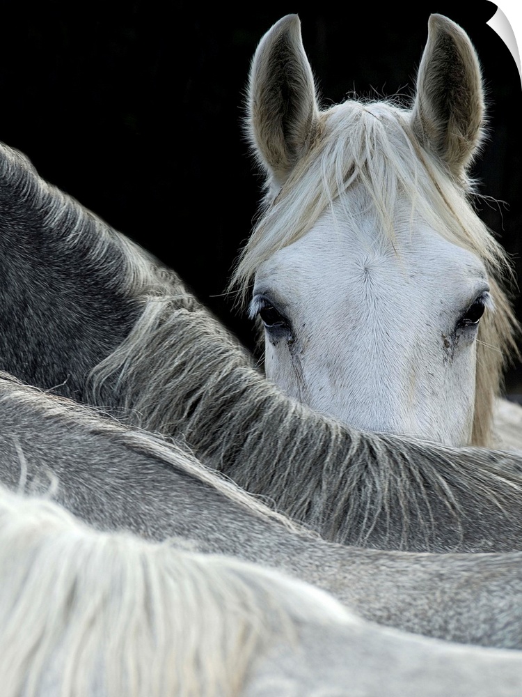 A white horse peering over the backs of its herd-mates.