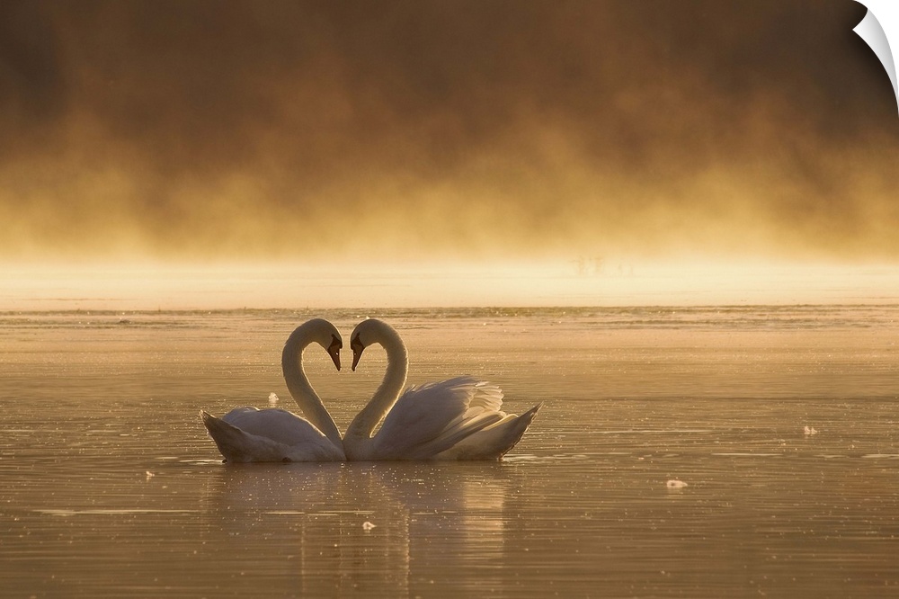 Two swans on a misty lake, their necks forming a heart shape.