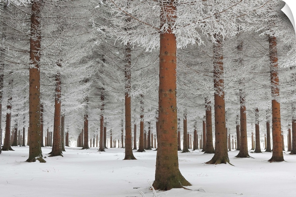 A forest in the winter with a blanket of snow on the ground, Serbia.