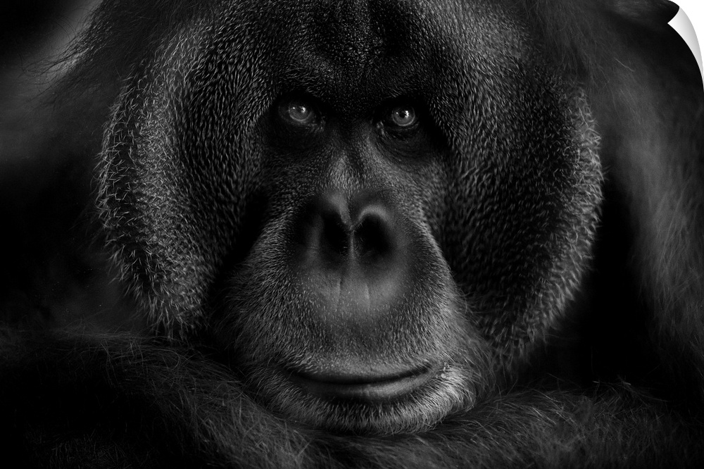 Close-up portrait of an orangutan, filling up the frame.