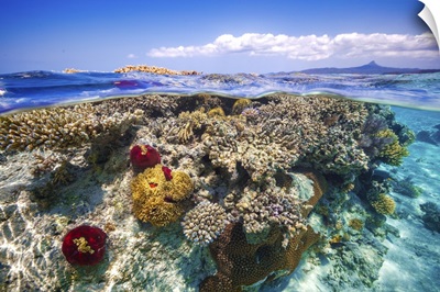Mayotte: The Reef