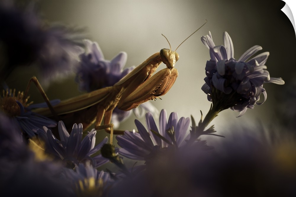 Macro image of a praying mantis with a purple flower.