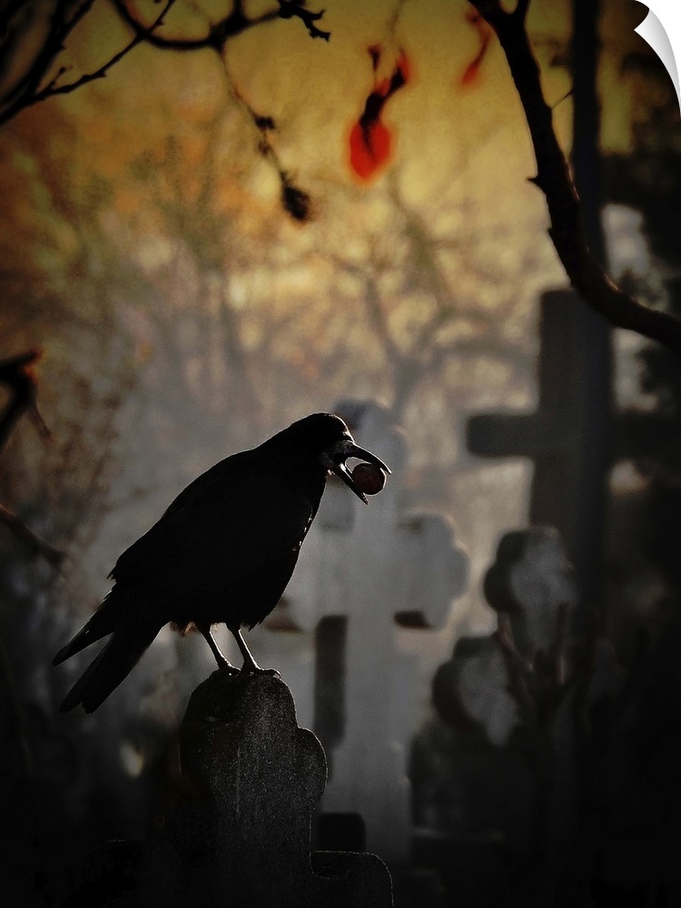 A crow holding a nut in its beak sitting on a gravestone in a cemetery.