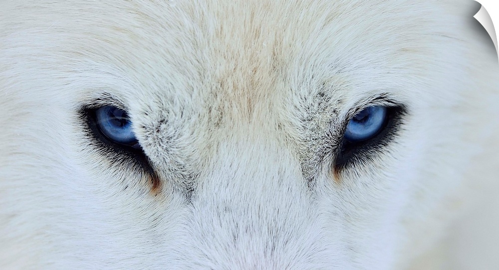 A close-up portrait of a white wolf with piercing blue eyes.