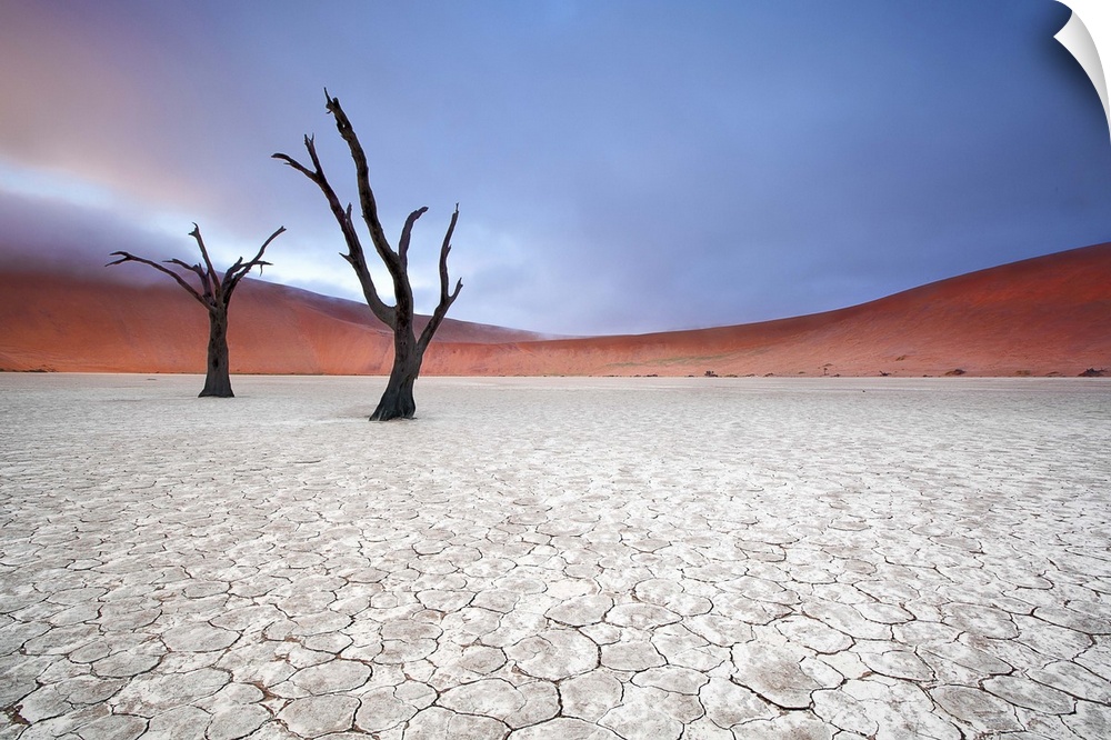 Two barren trees in the desert landscape on a foggy morning, Sossusvlei, Namibia.