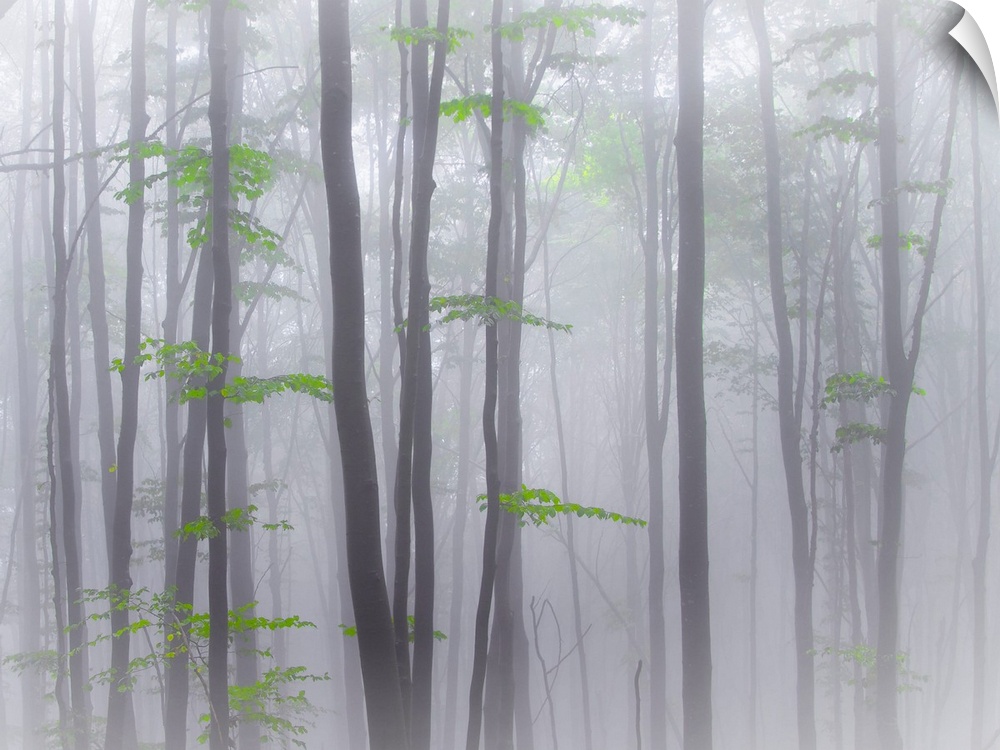 A forest of thin trees in the fog with bright green leaves.