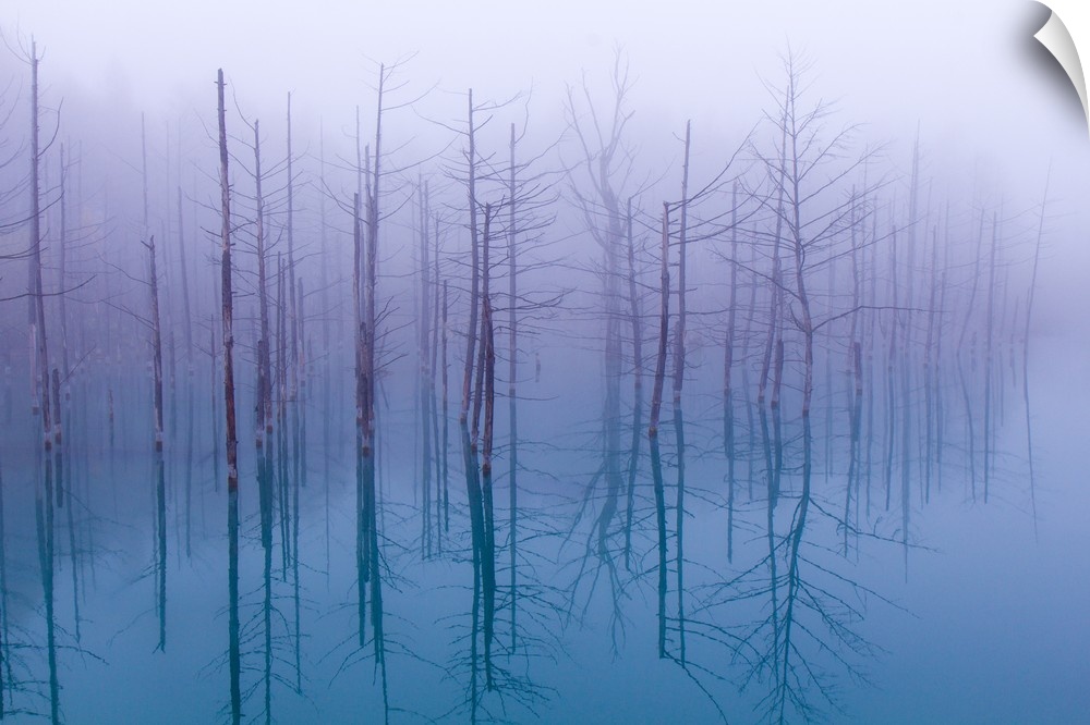 A forest of bare branched trees casting a perfect reflection in the foggy shallow water.