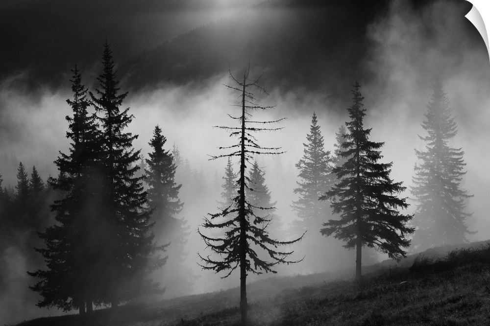 A foggy forest landscape with a half bare tree in the foreground.
