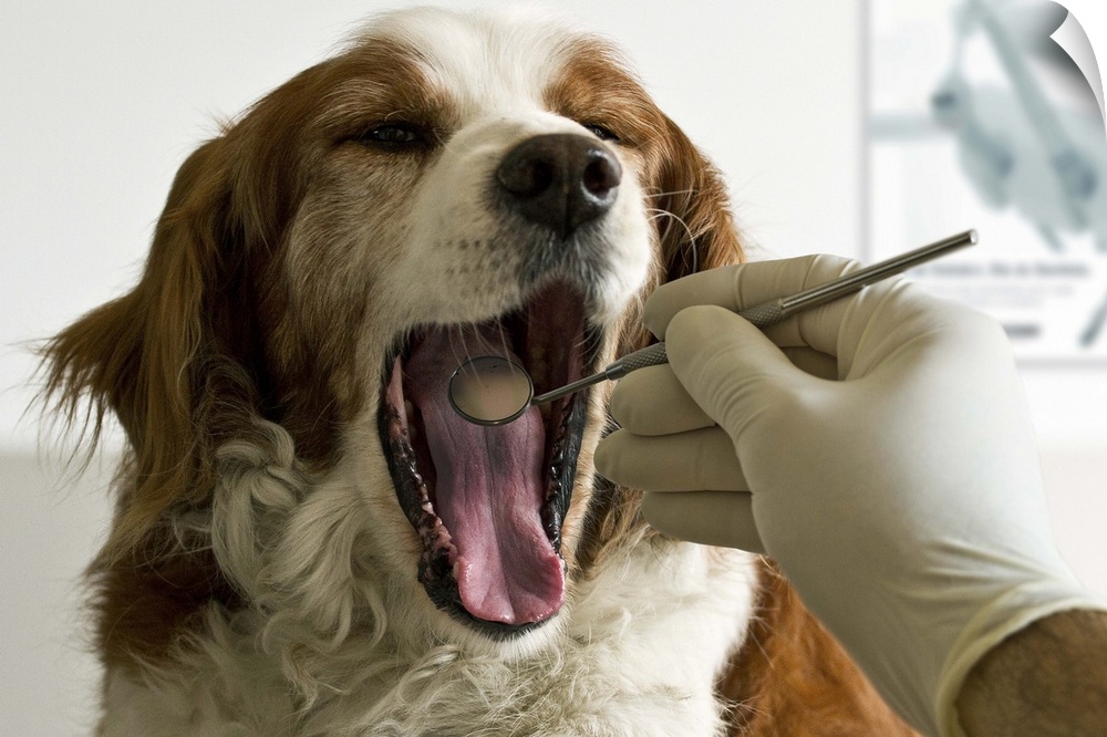 A veterinarian inspects the inside of a dog's mouth.