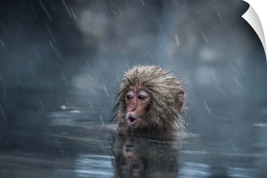 A baby monkey in a hot spring calls for its mother as snow falls.