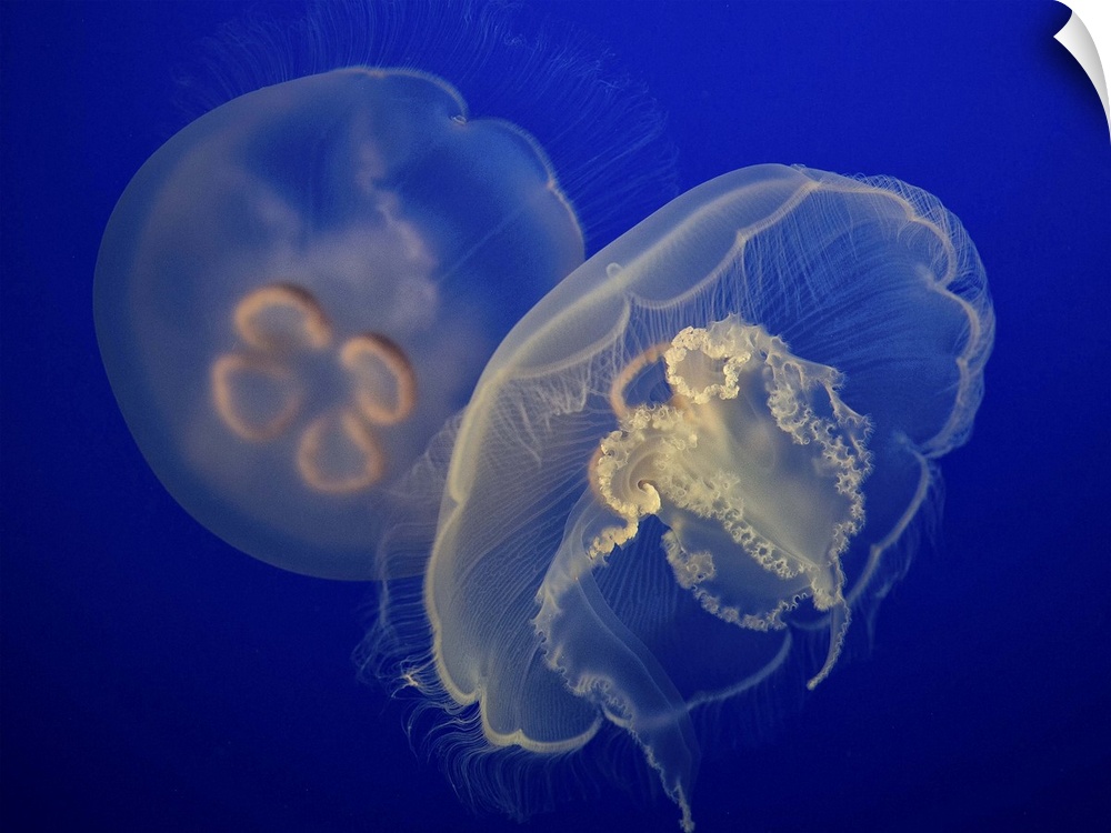 Two jellyfish hovering gently in a deep blue sea.