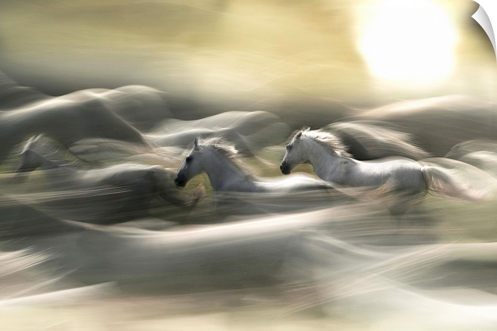 White horses in a fiery blur of a gallop.