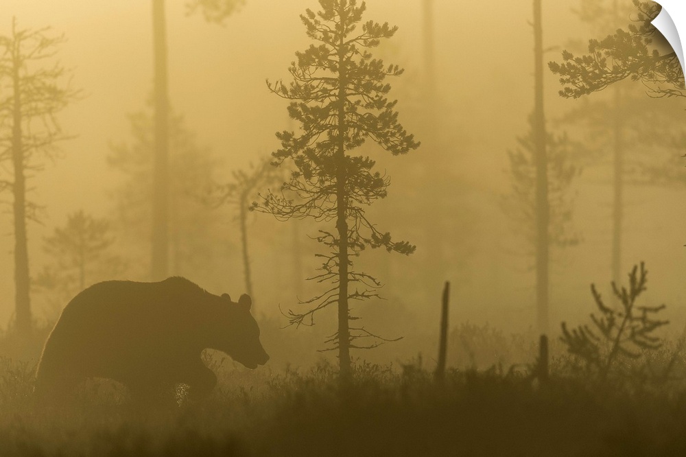 Silhouette of a bear walking in a misty forest in the morning in Finland.