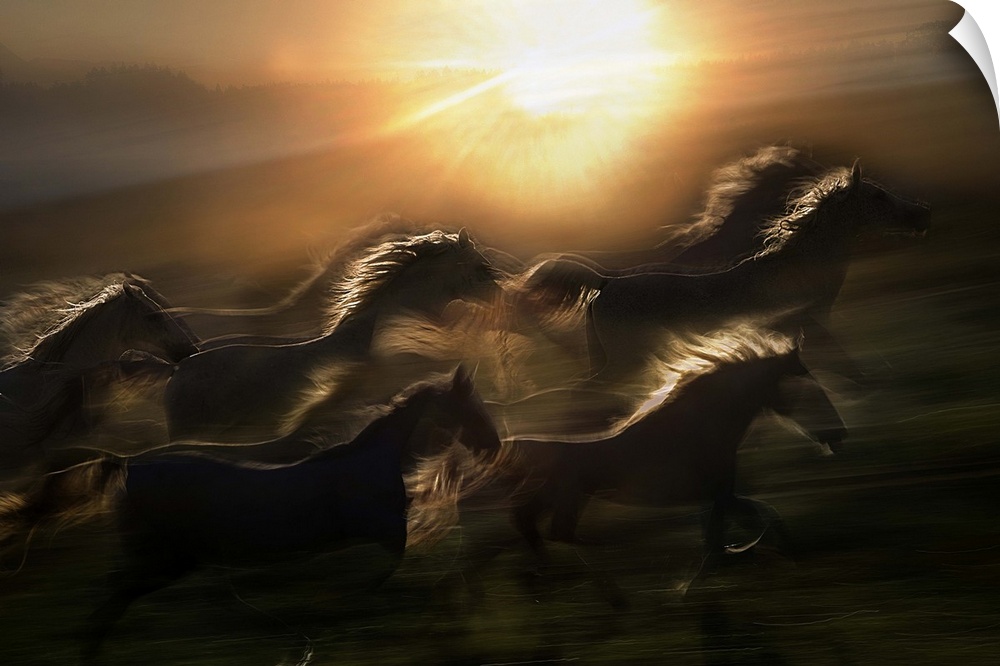 A herd of horses galloping in the rising of the sun.