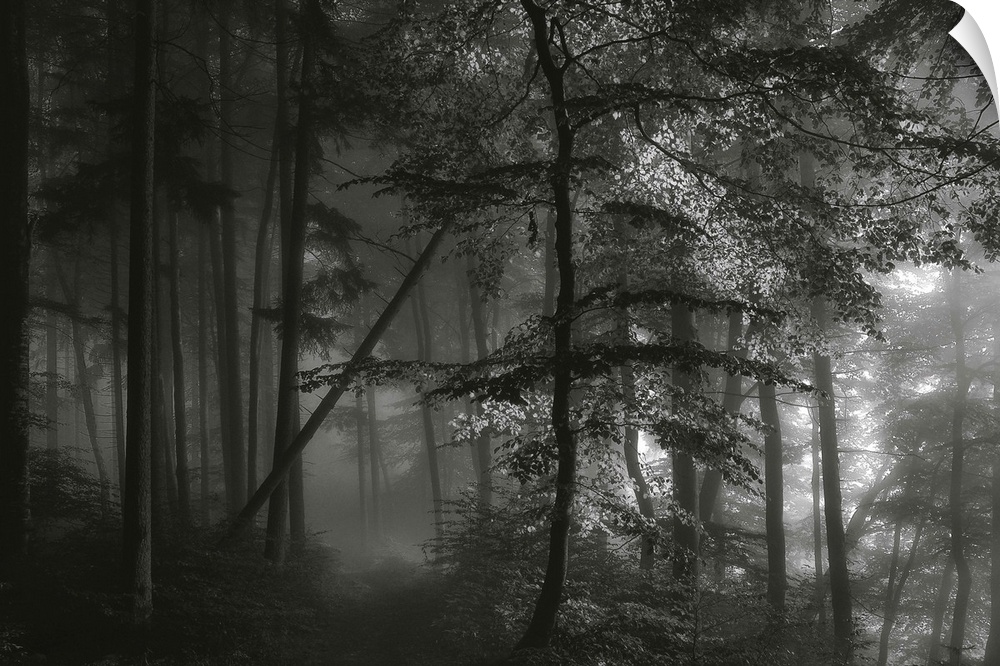 Black and white image of a dark forest with light shining through the mist.
